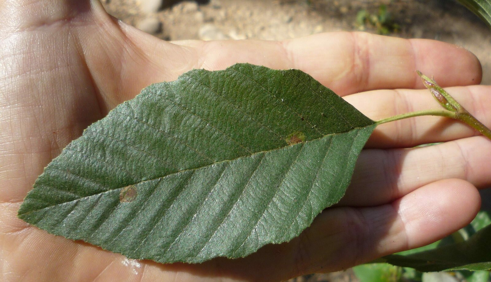 High Resolution Alnus rhombifolia Leaf